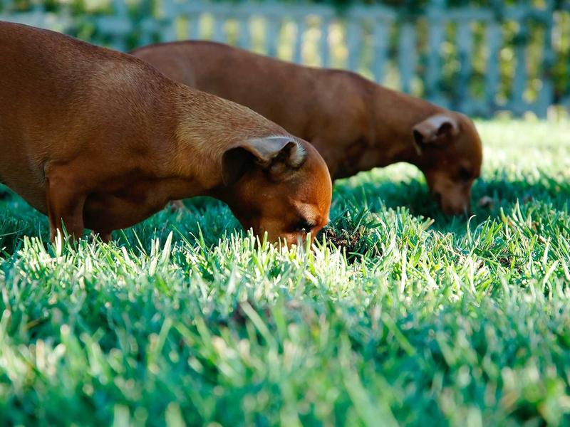 新艺术运动<br>ujcbtdu.cn 穆夏少女海报